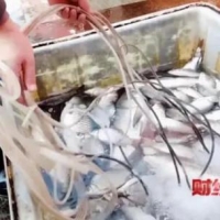 市监局的“间歇性失明”：不曝光，麻醉鱼、毒草莓就不存在？